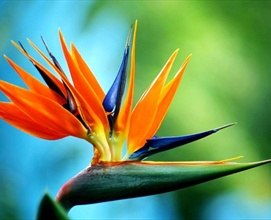 Orange Flower